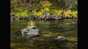 Lone Rock and Yellow Plant on the Merced River